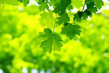 green leaves