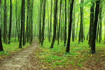 Fototapeta premium forest