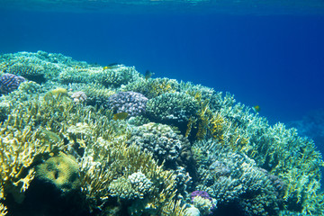  fishes
