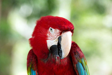 parrot
