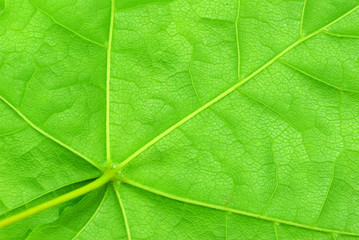  leaf background
