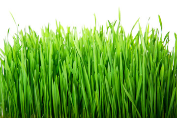 Fototapeta na wymiar Green fresh grass
