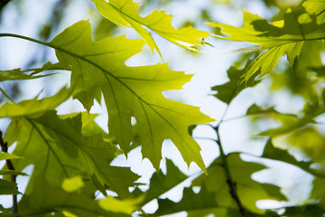 アカナラの若葉