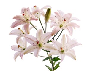 Fototapeta premium pink lilies close up