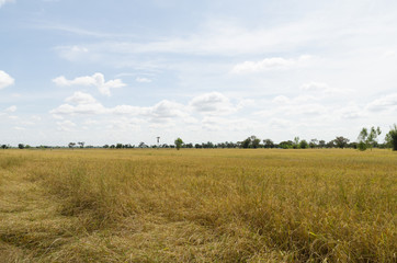 Obraz premium Golden rice field ,ready for harvest