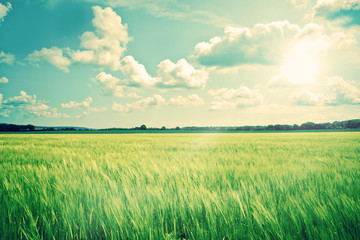 Countryside landscape with crops and sunshine - obrazy, fototapety, plakaty