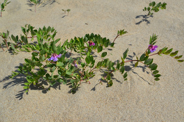 Blossoming a rank seaside (Lathyrus maritimus L. )