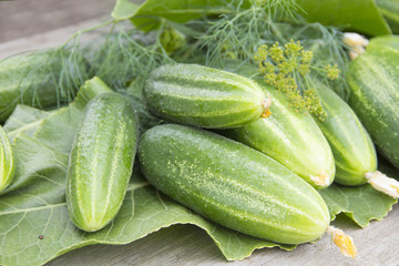 Fresh cucumbers, dill and horseradish leaves