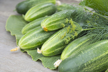 Fresh cucumbers, dill and horseradish leaves