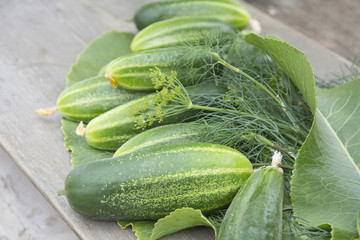 Fresh cucumbers, dill and horseradish leaves