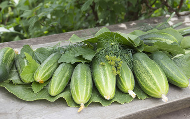 Fresh cucumbers, dill and horseradish leaves