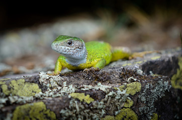 Portrait einer Smaragdeidechse in der Wachau