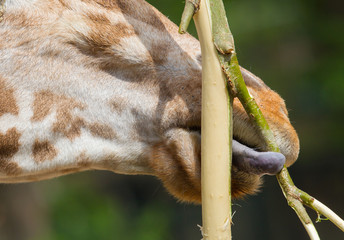 Giraffe eating