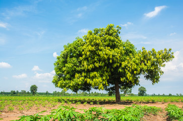 Mango tree in the garden of cassava