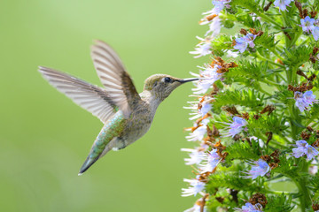 Hummingbird