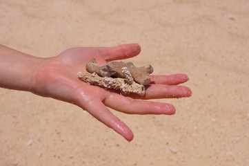 Coral fragment in hand