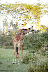A beautiful Giraffe eating acacia thorn and leaves