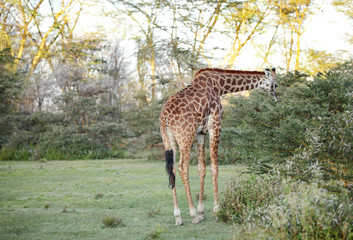 Naklejka na ściany i meble A beautiful Giraffe eating the bushes