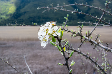 White Flowers closeup