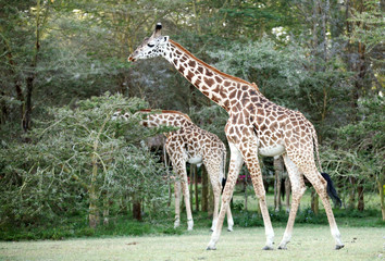 Naklejka na ściany i meble Beautiful Giraffes near Lake Naivasha