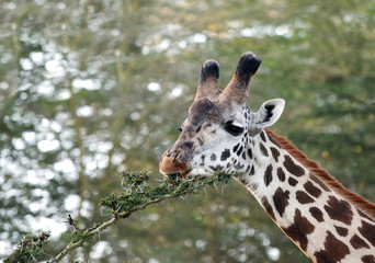 Closer look of a beautiful Giraffes eating acacia bush