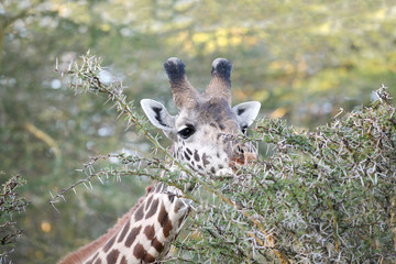 Closeup of a Giraffe in the jungle