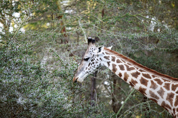 Obraz premium A beautiful Giraffe in the jungle of lake Naivasha