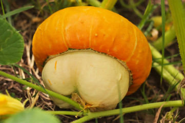 A pumpkin in the garden