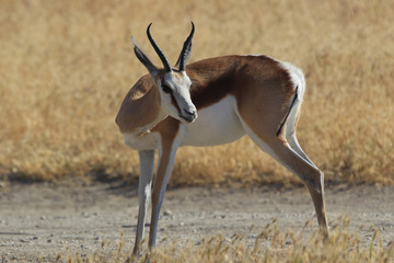 Antilope