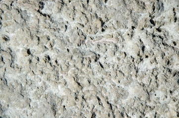 Background of gray limestone surface