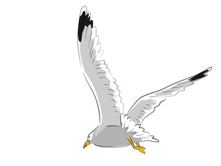 fliegende  m&ouml;we