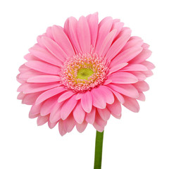Pink gerbera