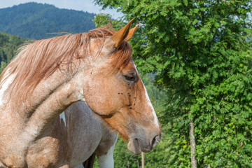 portrait de cheval