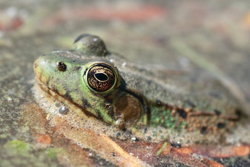 grenouille