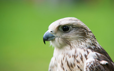 falcon