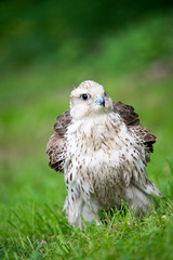 falcon on green grass