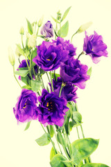Advantage purple flower eustoma