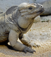 Corned iguana