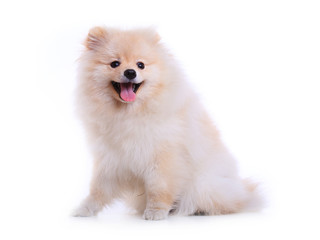 pomeranian puppy dog