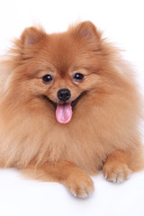 pomeranian dog isolated on white background