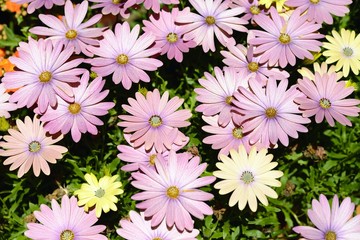 pink and yellow daisies family