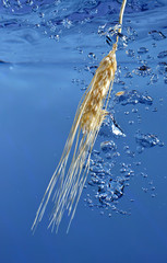 Kłos pszenicy w wodzie © CUKMEN