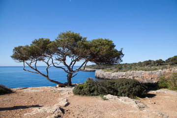 Fototapeta na wymiar Bucht von Cala Pi Mallorca