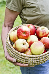 apples in a basket