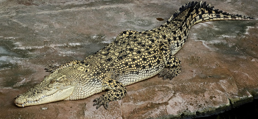 Saltwater crocodile
