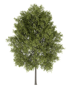 poplar tree isolated on white background