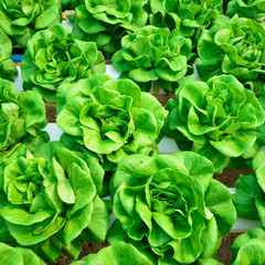 green lettuce, cultivation hydroponics vegetable in farm