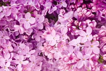 Zelfklevend Fotobehang branch with spring lilac flowers © ulkan
