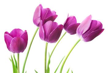 purple tulips isolated on white background - obrazy, fototapety, plakaty