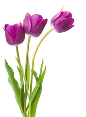 purple tulips isolated on white background - obrazy, fototapety, plakaty